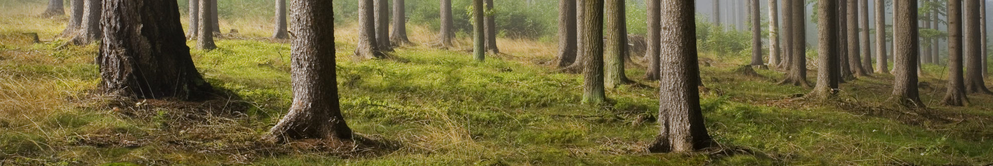 Wald